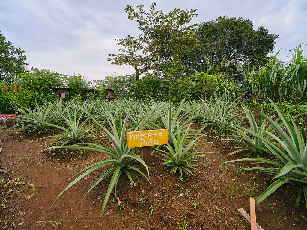 Pineapple plants in the organic farm