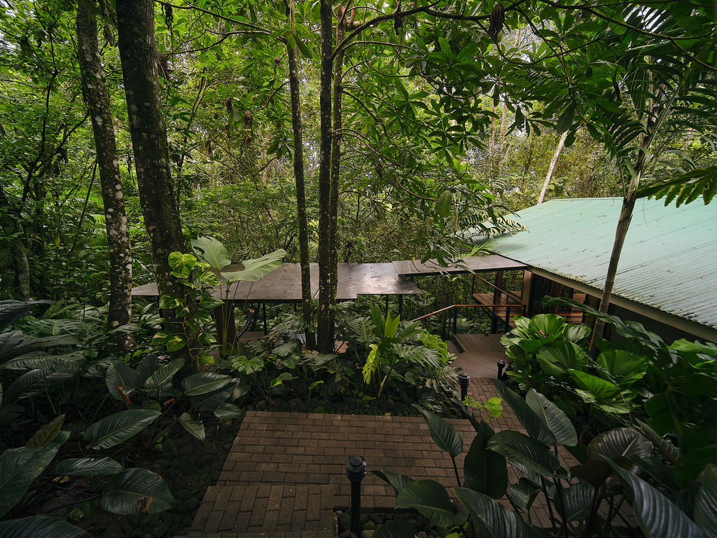 Bungalow roof glimpsed through the rainforest canopy