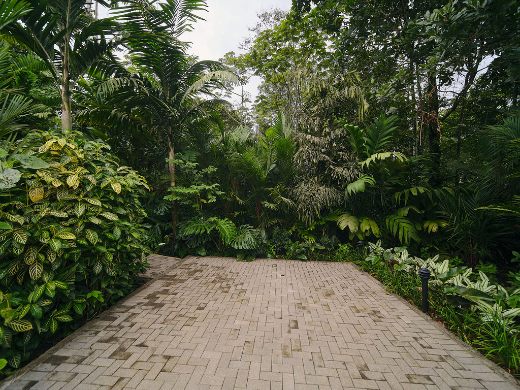 Brick path through the garden planting