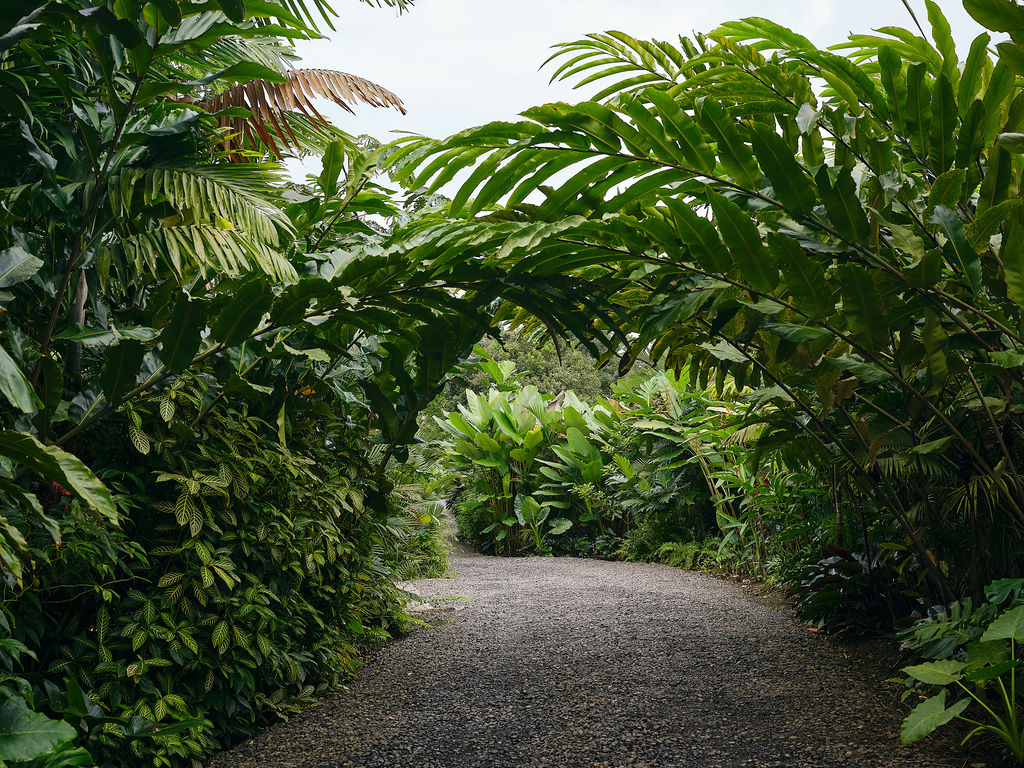 Gravel path under an arch of palms