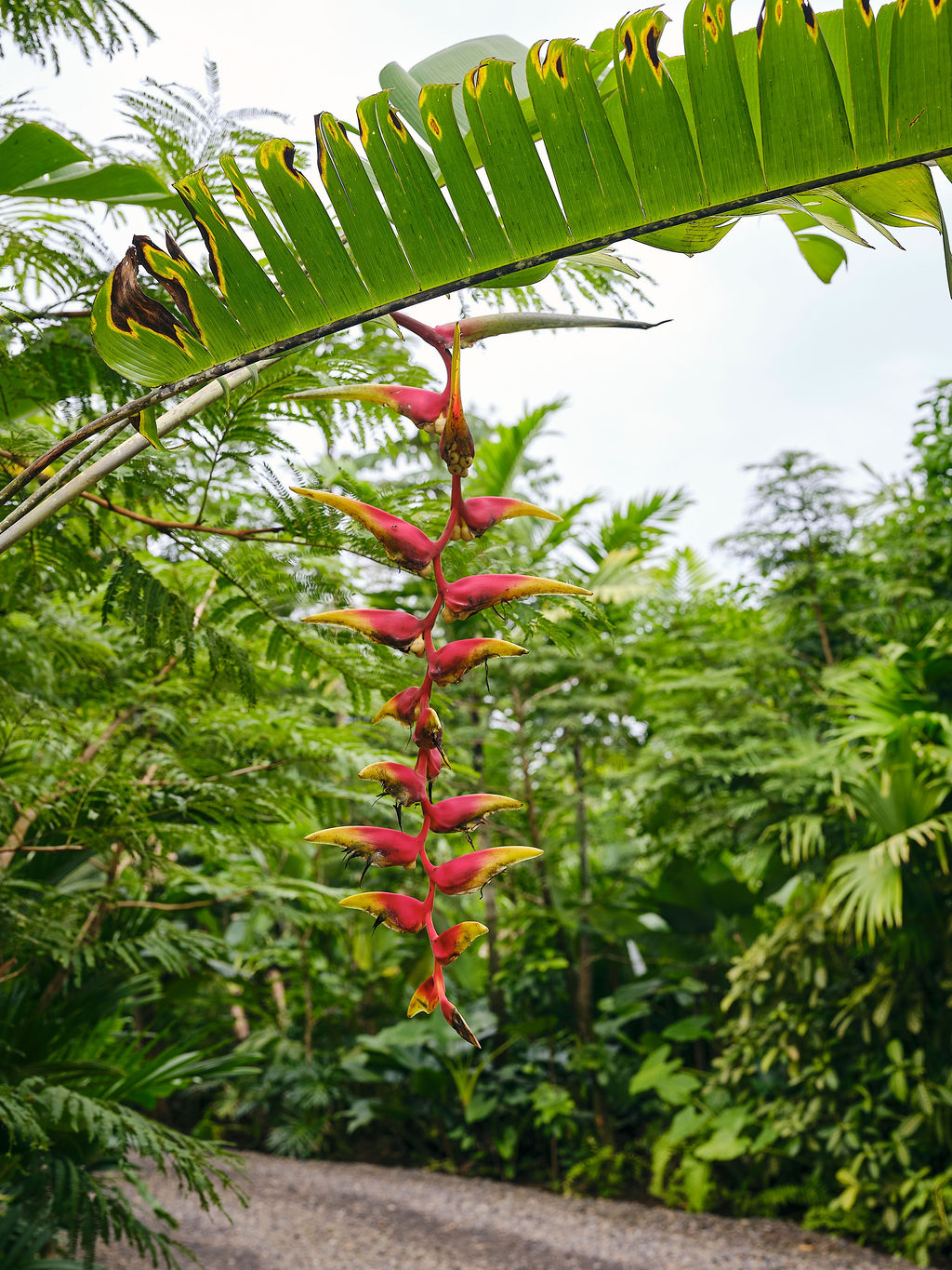Heliconia flower against the garden foliage